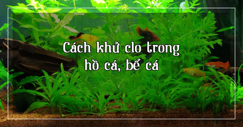 cach-khu-clo-trong-nuoc-may-de-nuoi-ca-3.png